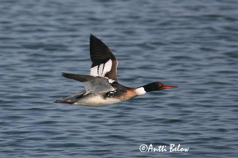 5/2006
Lågskär, Finland
Avainsanat: Bec de serra mitjà Toppet skallesluger Middelste zaagbek Red-breasted Merganser Rohukoskel Tukkakoskelo Harle huppé Mittelsäger Örvös bukó Toppönd Smergo minore Siland Merganso-de-poupa Mergus serrator Serreta Mediana Småskrake