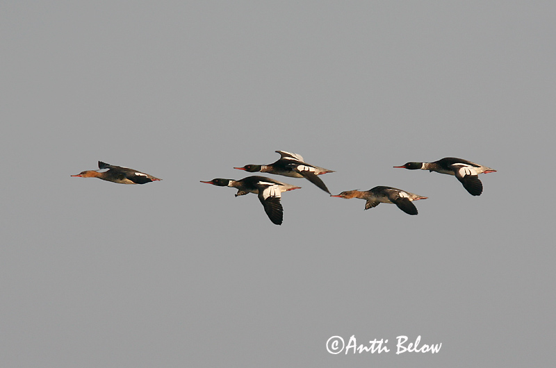 5/2006
Lågskär, Finland
Avainsanat: Bec de serra mitjà Toppet skallesluger Middelste zaagbek Red-breasted Merganser Rohukoskel Tukkakoskelo Harle huppé Mittelsäger Örvös bukó Toppönd Smergo minore Siland Merganso-de-poupa Mergus serrator Serreta Mediana Småskrake