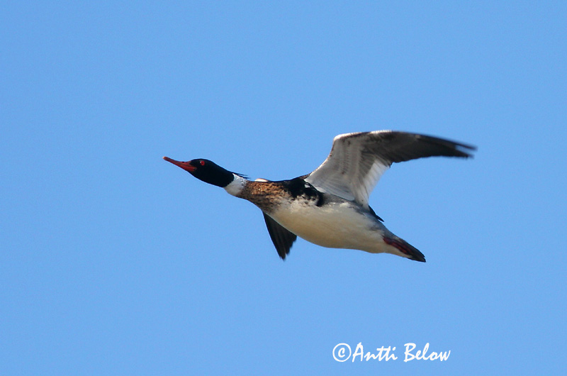 5/2006
Lågskär, Finland
Avainsanat: Bec de serra mitjà Toppet skallesluger Middelste zaagbek Red-breasted Merganser Rohukoskel Tukkakoskelo Harle huppé Mittelsäger Örvös bukó Toppönd Smergo minore Siland Merganso-de-poupa Mergus serrator Serreta Mediana Småskrake