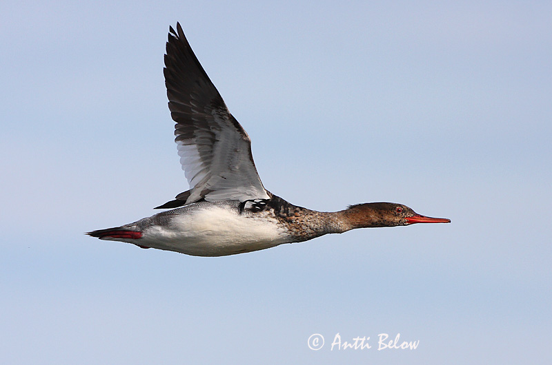 Avainsanat: Bec de serra mitjà Toppet skallesluger Middelste zaagbek Red-breasted Merganser Rohukoskel Tukkakoskelo Harle huppé Mittelsäger Örvös bukó Toppönd Smergo minore Siland Merganso-de-poupa Mergus serrator Serreta Mediana Småskrake