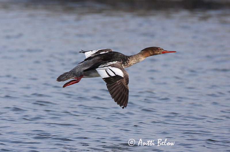Avainsanat: Bec de serra mitjà Toppet skallesluger Middelste zaagbek Red-breasted Merganser Rohukoskel Tukkakoskelo Harle huppé Mittelsäger Örvös bukó Toppönd Smergo minore Siland Merganso-de-poupa Mergus serrator Serreta Mediana Småskrake