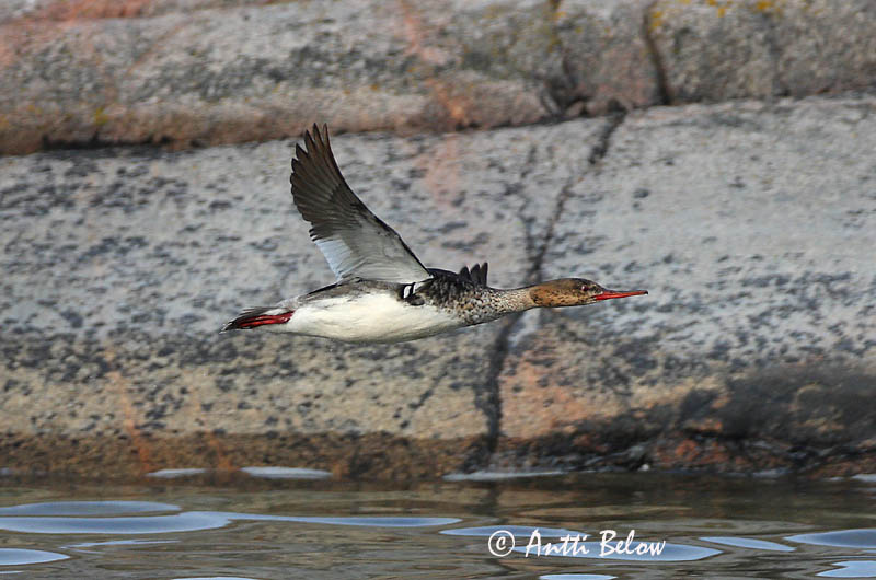 Avainsanat: Bec de serra mitjà Toppet skallesluger Middelste zaagbek Red-breasted Merganser Rohukoskel Tukkakoskelo Harle huppé Mittelsäger Örvös bukó Toppönd Smergo minore Siland Merganso-de-poupa Mergus serrator Serreta Mediana Småskrake