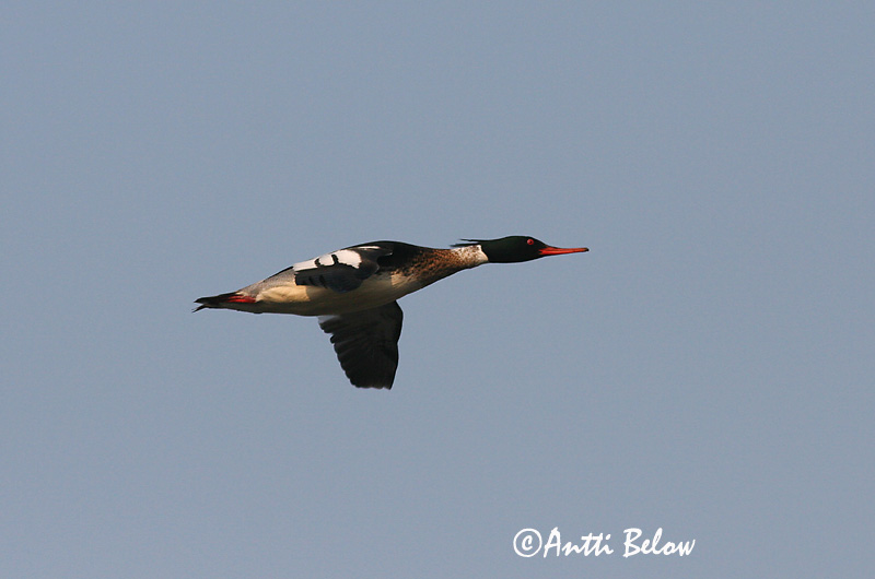 5/2006
Lågskär, Finland
Avainsanat: Bec de serra mitjà Toppet skallesluger Middelste zaagbek Red-breasted Merganser Rohukoskel Tukkakoskelo Harle huppé Mittelsäger Örvös bukó Toppönd Smergo minore Siland Merganso-de-poupa Mergus serrator Serreta Mediana Småskrake