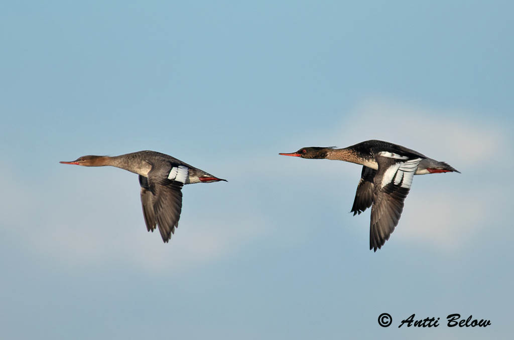 Avainsanat: Bec de serra mitjà Toppet skallesluger Middelste zaagbek Red-breasted Merganser Rohukoskel Tukkakoskelo Harle huppé Mittelsäger Örvös bukó Toppönd Smergo minore Siland Merganso-de-poupa Mergus serrator Serreta Mediana Småskrake