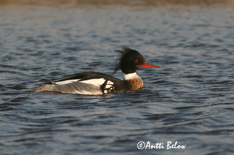 5/2006
Lågskär, Finland
Avainsanat: Bec de serra mitjà Toppet skallesluger Middelste zaagbek Red-breasted Merganser Rohukoskel Tukkakoskelo Harle huppé Mittelsäger Örvös bukó Toppönd Smergo minore Siland Merganso-de-poupa Mergus serrator Serreta Mediana Småskrake