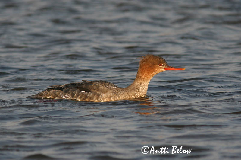 5/2006
Lågskär, Finland
Avainsanat: Bec de serra mitjà Toppet skallesluger Middelste zaagbek Red-breasted Merganser Rohukoskel Tukkakoskelo Harle huppé Mittelsäger Örvös bukó Toppönd Smergo minore Siland Merganso-de-poupa Mergus serrator Serreta Mediana Småskrake