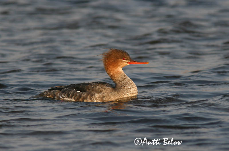 5/2006
Lågskär, Finland
Avainsanat: Bec de serra mitjà Toppet skallesluger Middelste zaagbek Red-breasted Merganser Rohukoskel Tukkakoskelo Harle huppé Mittelsäger Örvös bukó Toppönd Smergo minore Siland Merganso-de-poupa Mergus serrator Serreta Mediana Småskrake
