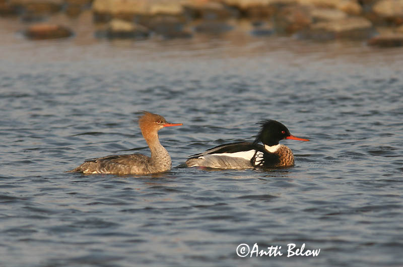 5/2006
Lågskär, Finland
Avainsanat: Bec de serra mitjà Toppet skallesluger Middelste zaagbek Red-breasted Merganser Rohukoskel Tukkakoskelo Harle huppé Mittelsäger Örvös bukó Toppönd Smergo minore Siland Merganso-de-poupa Mergus serrator Serreta Mediana Småskrake