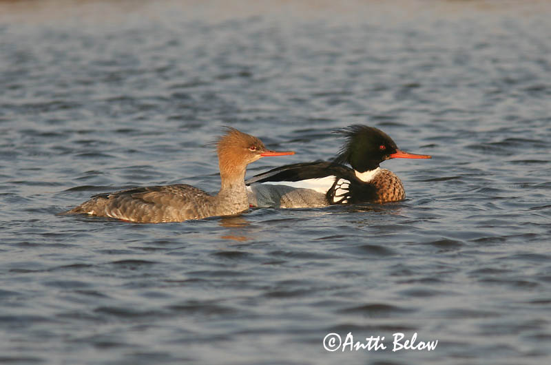 5/2006
Lågskär, Finland
Avainsanat: Bec de serra mitjà Toppet skallesluger Middelste zaagbek Red-breasted Merganser Rohukoskel Tukkakoskelo Harle huppé Mittelsäger Örvös bukó Toppönd Smergo minore Siland Merganso-de-poupa Mergus serrator Serreta Mediana Småskrake