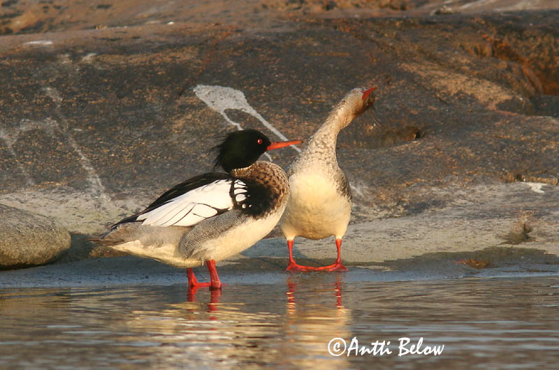 5/2006
Lågskär, Finland
Avainsanat: Bec de serra mitjà Toppet skallesluger Middelste zaagbek Red-breasted Merganser Rohukoskel Tukkakoskelo Harle huppé Mittelsäger Örvös bukó Toppönd Smergo minore Siland Merganso-de-poupa Mergus serrator Serreta Mediana Småskrake