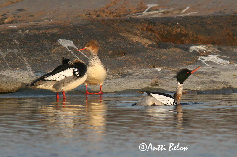 5/2006
Lågskär, Finland
Avainsanat: Bec de serra mitjà Toppet skallesluger Middelste zaagbek Red-breasted Merganser Rohukoskel Tukkakoskelo Harle huppé Mittelsäger Örvös bukó Toppönd Smergo minore Siland Merganso-de-poupa Mergus serrator Serreta Mediana Småskrake