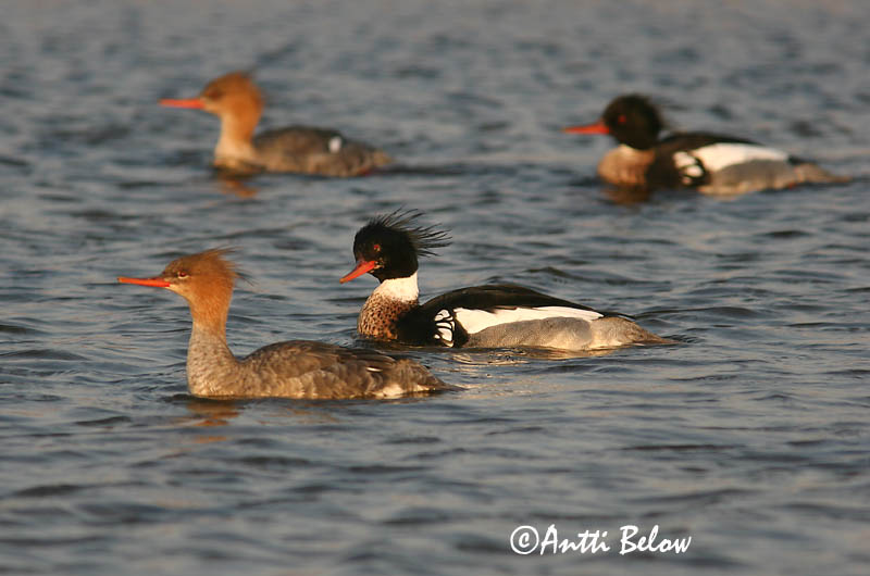 5/2006
Lågskär, Finland
Avainsanat: Bec de serra mitjà Toppet skallesluger Middelste zaagbek Red-breasted Merganser Rohukoskel Tukkakoskelo Harle huppé Mittelsäger Örvös bukó Toppönd Smergo minore Siland Merganso-de-poupa Mergus serrator Serreta Mediana Småskrake