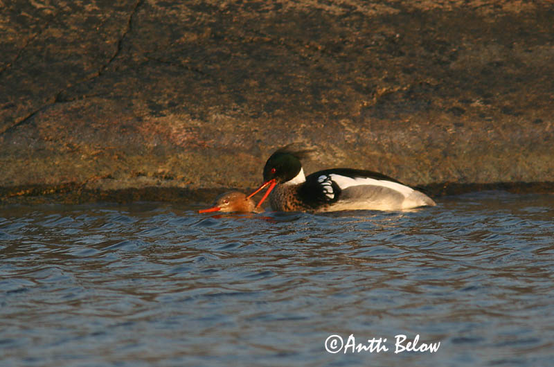 5/2006
Lågskär, Finland
Avainsanat: Bec de serra mitjà Toppet skallesluger Middelste zaagbek Red-breasted Merganser Rohukoskel Tukkakoskelo Harle huppé Mittelsäger Örvös bukó Toppönd Smergo minore Siland Merganso-de-poupa Mergus serrator Serreta Mediana Småskrake