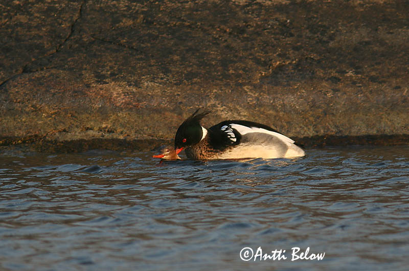 5/2006
Lågskär, Finland
Avainsanat: Bec de serra mitjà Toppet skallesluger Middelste zaagbek Red-breasted Merganser Rohukoskel Tukkakoskelo Harle huppé Mittelsäger Örvös bukó Toppönd Smergo minore Siland Merganso-de-poupa Mergus serrator Serreta Mediana Småskrake