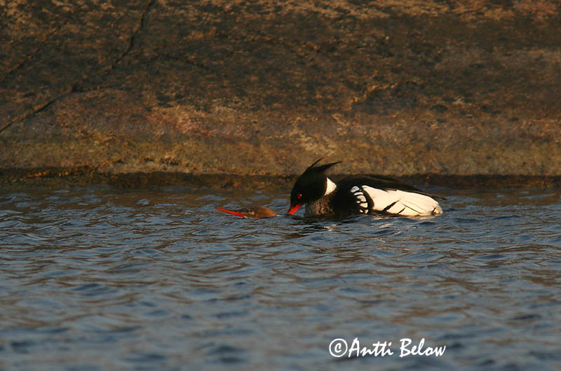 5/2006
Lågskär, Finland
Avainsanat: Bec de serra mitjà Toppet skallesluger Middelste zaagbek Red-breasted Merganser Rohukoskel Tukkakoskelo Harle huppé Mittelsäger Örvös bukó Toppönd Smergo minore Siland Merganso-de-poupa Mergus serrator Serreta Mediana Småskrake