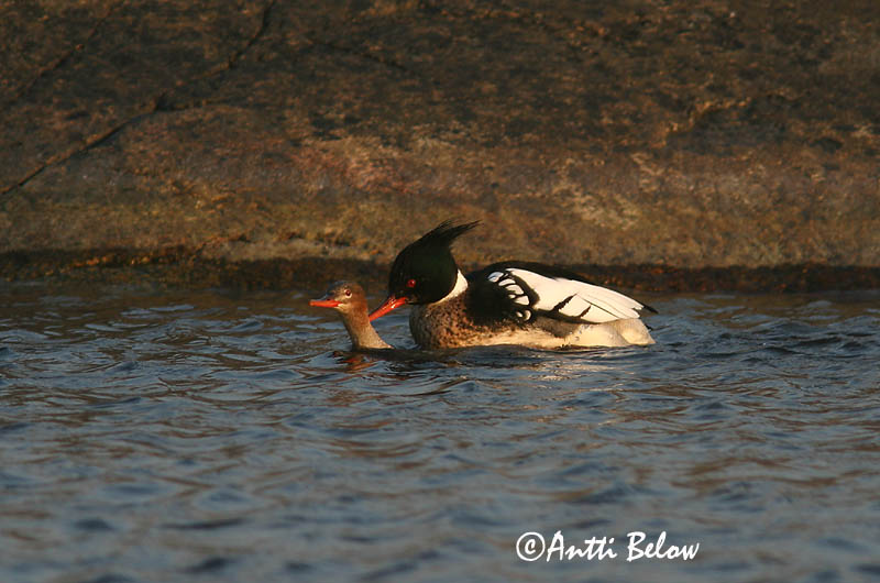 5/2006
Lågskär, Finland
Avainsanat: Bec de serra mitjà Toppet skallesluger Middelste zaagbek Red-breasted Merganser Rohukoskel Tukkakoskelo Harle huppé Mittelsäger Örvös bukó Toppönd Smergo minore Siland Merganso-de-poupa Mergus serrator Serreta Mediana Småskrake