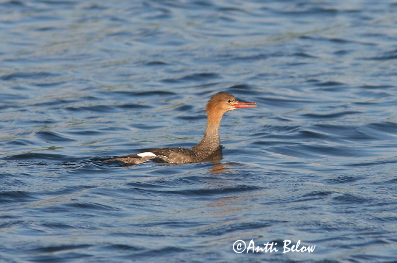 5/2006
Lågskär, Finland
Avainsanat: Bec de serra mitjà Toppet skallesluger Middelste zaagbek Red-breasted Merganser Rohukoskel Tukkakoskelo Harle huppé Mittelsäger Örvös bukó Toppönd Smergo minore Siland Merganso-de-poupa Mergus serrator Serreta Mediana Småskrake