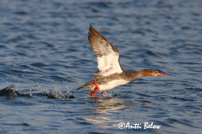 5/2006
Lågskär, Finland
Avainsanat: Bec de serra mitjà Toppet skallesluger Middelste zaagbek Red-breasted Merganser Rohukoskel Tukkakoskelo Harle huppé Mittelsäger Örvös bukó Toppönd Smergo minore Siland Merganso-de-poupa Mergus serrator Serreta Mediana Småskrake