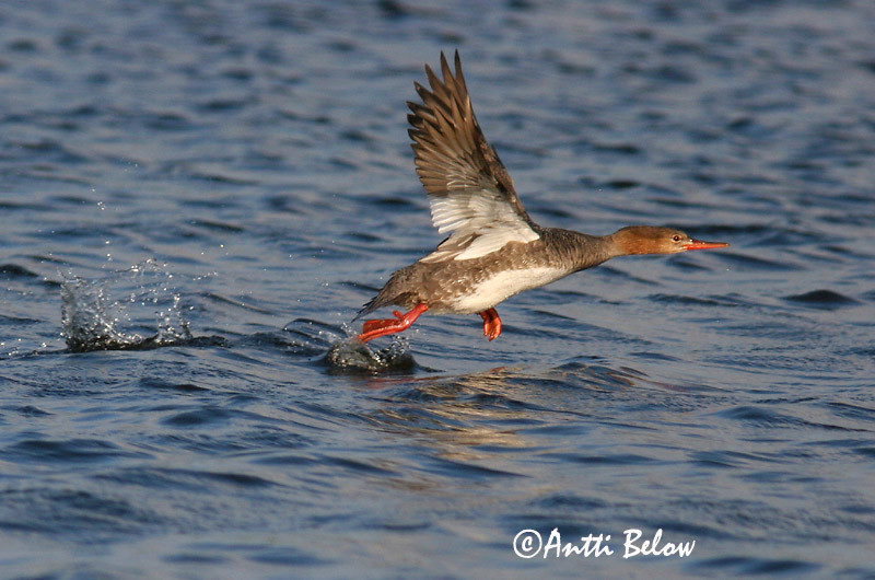 5/2006
Lågskär, Finland
Avainsanat: Bec de serra mitjà Toppet skallesluger Middelste zaagbek Red-breasted Merganser Rohukoskel Tukkakoskelo Harle huppé Mittelsäger Örvös bukó Toppönd Smergo minore Siland Merganso-de-poupa Mergus serrator Serreta Mediana Småskrake