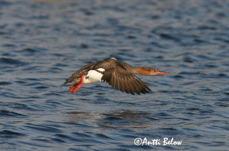 5/2006
Lågskär, Finland
Avainsanat: Bec de serra mitjà Toppet skallesluger Middelste zaagbek Red-breasted Merganser Rohukoskel Tukkakoskelo Harle huppé Mittelsäger Örvös bukó Toppönd Smergo minore Siland Merganso-de-poupa Mergus serrator Serreta Mediana Småskrake
