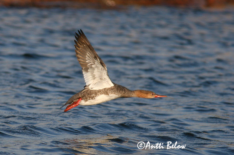 5/2006
Lågskär, Finland
Avainsanat: Bec de serra mitjà Toppet skallesluger Middelste zaagbek Red-breasted Merganser Rohukoskel Tukkakoskelo Harle huppé Mittelsäger Örvös bukó Toppönd Smergo minore Siland Merganso-de-poupa Mergus serrator Serreta Mediana Småskrake