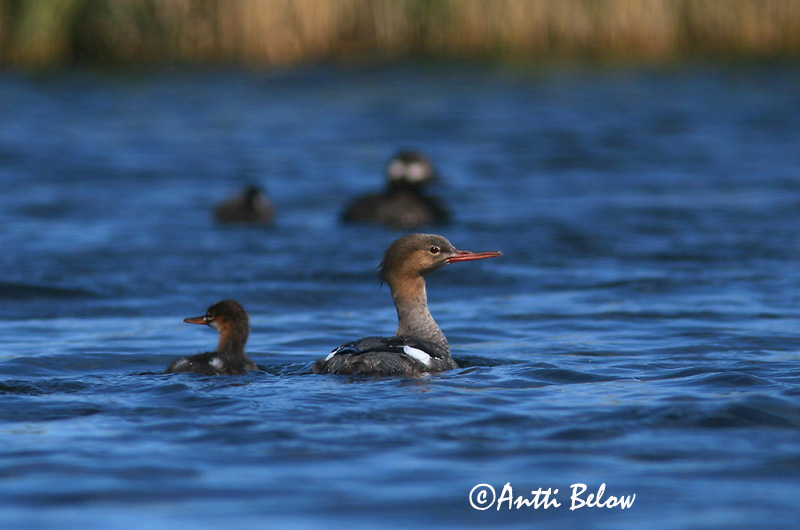 Lågskär, Finland
Avainsanat: Bec de serra mitjà Toppet skallesluger Middelste zaagbek Red-breasted Merganser Rohukoskel Tukkakoskelo Harle huppé Mittelsäger Örvös bukó Toppönd Smergo minore Siland Merganso-de-poupa Mergus serrator Serreta Mediana Småskrake