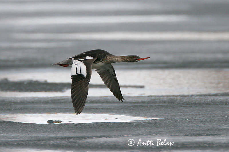 Avainsanat: Bec de serra mitjà Toppet skallesluger Middelste zaagbek Red-breasted Merganser Rohukoskel Tukkakoskelo Harle huppé Mittelsäger Örvös bukó Toppönd Smergo minore Siland Merganso-de-poupa Mergus serrator Serreta Mediana Småskrake