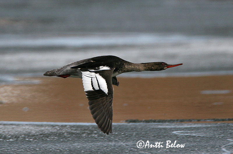 Avainsanat: Bec de serra mitjà Toppet skallesluger Middelste zaagbek Red-breasted Merganser Rohukoskel Tukkakoskelo Harle huppé Mittelsäger Örvös bukó Toppönd Smergo minore Siland Merganso-de-poupa Mergus serrator Serreta Mediana Småskrake