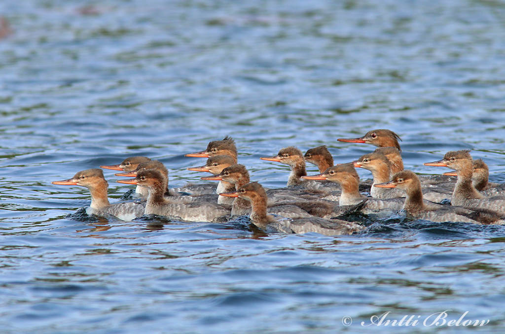 Avainsanat: Bec de serra mitjà Toppet skallesluger Middelste zaagbek Red-breasted Merganser Rohukoskel Tukkakoskelo Harle huppé Mittelsäger Örvös bukó Toppönd Smergo minore Siland Merganso-de-poupa Mergus serrator Serreta Mediana Småskrake