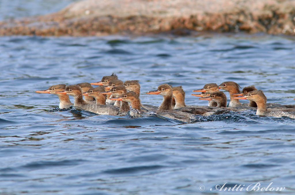 Avainsanat: Bec de serra mitjà Toppet skallesluger Middelste zaagbek Red-breasted Merganser Rohukoskel Tukkakoskelo Harle huppé Mittelsäger Örvös bukó Toppönd Smergo minore Siland Merganso-de-poupa Mergus serrator Serreta Mediana Småskrake