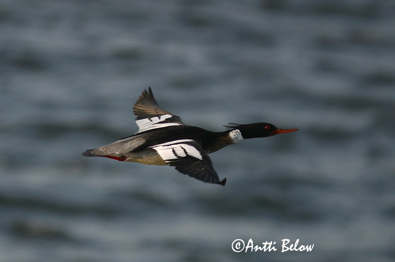 Rönnskär, Finland
Avainsanat: Bec de serra mitjà Toppet skallesluger Middelste zaagbek Red-breasted Merganser Rohukoskel Tukkakoskelo Harle huppé Mittelsäger Örvös bukó Toppönd Smergo minore Siland Merganso-de-poupa Mergus serrator Serreta Mediana Småskrake