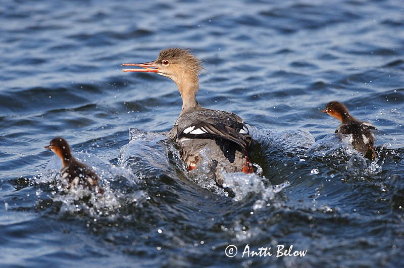 Avainsanat: Bec de serra mitjà Toppet skallesluger Middelste zaagbek Red-breasted Merganser Rohukoskel Tukkakoskelo Harle huppé Mittelsäger Örvös bukó Toppönd Smergo minore Siland Merganso-de-poupa Mergus serrator Serreta Mediana Småskrake