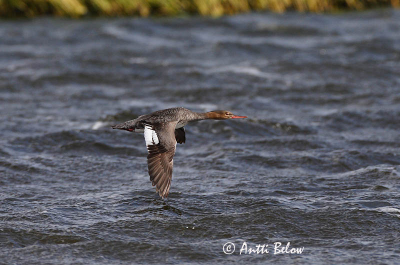 Avainsanat: Bec de serra mitjà Toppet skallesluger Middelste zaagbek Red-breasted Merganser Rohukoskel Tukkakoskelo Harle huppé Mittelsäger Örvös bukó Toppönd Smergo minore Siland Merganso-de-poupa Mergus serrator Serreta Mediana Småskrake