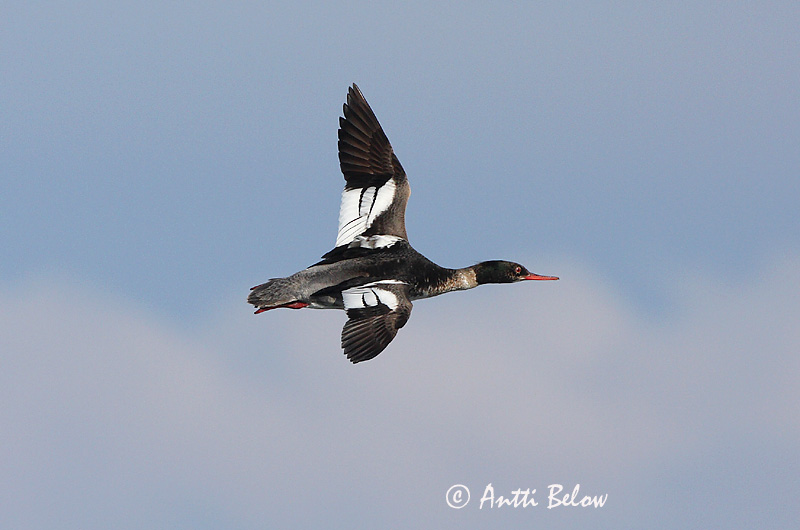 Avainsanat: Bec de serra mitjà Toppet skallesluger Middelste zaagbek Red-breasted Merganser Rohukoskel Tukkakoskelo Harle huppé Mittelsäger Örvös bukó Toppönd Smergo minore Siland Merganso-de-poupa Mergus serrator Serreta Mediana Småskrake