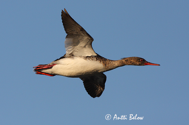 Avainsanat: Bec de serra mitjà Toppet skallesluger Middelste zaagbek Red-breasted Merganser Rohukoskel Tukkakoskelo Harle huppé Mittelsäger Örvös bukó Toppönd Smergo minore Siland Merganso-de-poupa Mergus serrator Serreta Mediana Småskrake