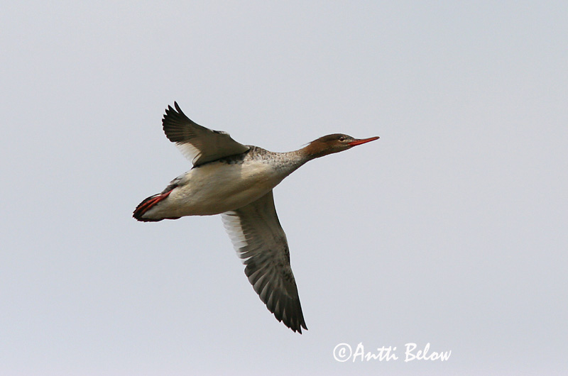 Lågskär, Finland
Avainsanat: Bec de serra mitjà Toppet skallesluger Middelste zaagbek Red-breasted Merganser Rohukoskel Tukkakoskelo Harle huppé Mittelsäger Örvös bukó Toppönd Smergo minore Siland Merganso-de-poupa Mergus serrator Serreta Mediana Småskrake