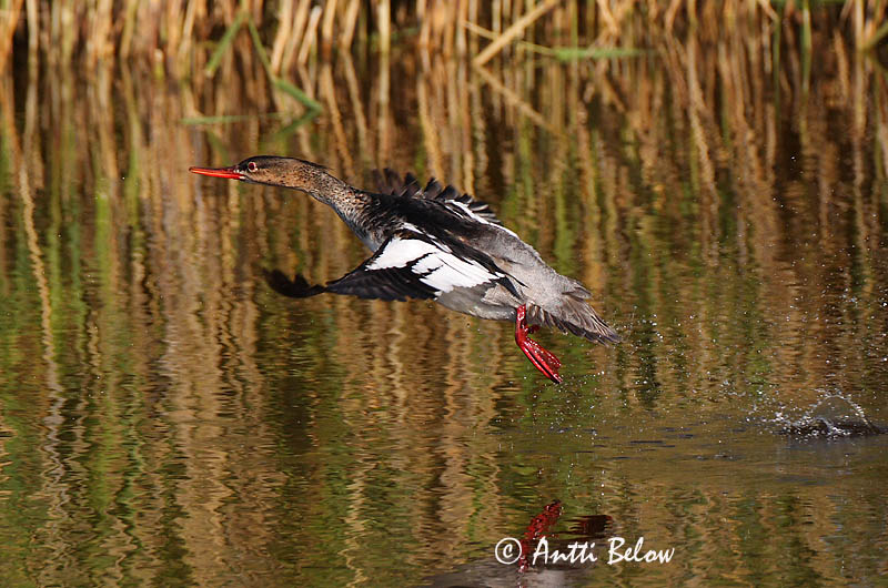 Avainsanat: Bec de serra mitjà Toppet skallesluger Middelste zaagbek Red-breasted Merganser Rohukoskel Tukkakoskelo Harle huppé Mittelsäger Örvös bukó Toppönd Smergo minore Siland Merganso-de-poupa Mergus serrator Serreta Mediana Småskrake