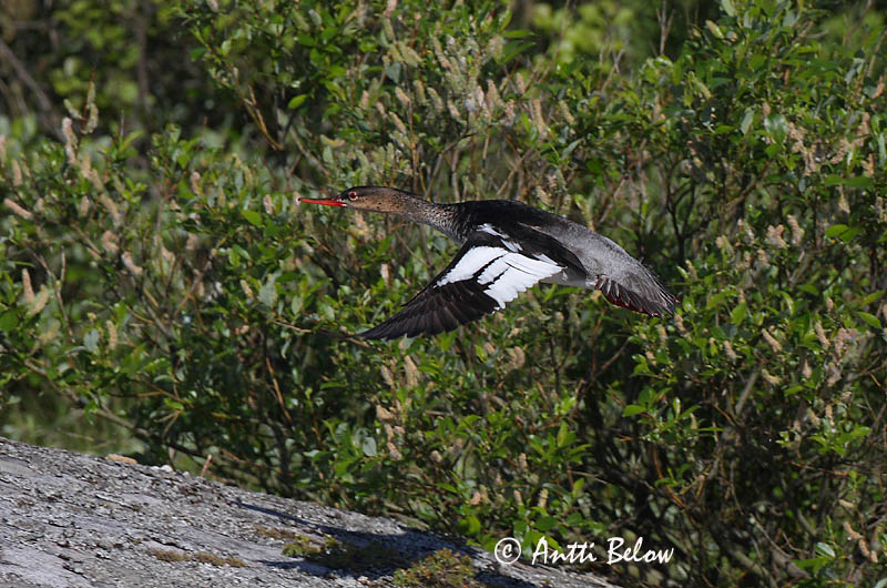 Avainsanat: Bec de serra mitjà Toppet skallesluger Middelste zaagbek Red-breasted Merganser Rohukoskel Tukkakoskelo Harle huppé Mittelsäger Örvös bukó Toppönd Smergo minore Siland Merganso-de-poupa Mergus serrator Serreta Mediana Småskrake