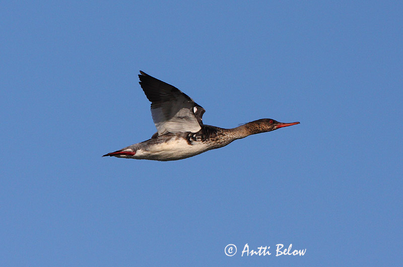 Avainsanat: Bec de serra mitjà Toppet skallesluger Middelste zaagbek Red-breasted Merganser Rohukoskel Tukkakoskelo Harle huppé Mittelsäger Örvös bukó Toppönd Smergo minore Siland Merganso-de-poupa Mergus serrator Serreta Mediana Småskrake