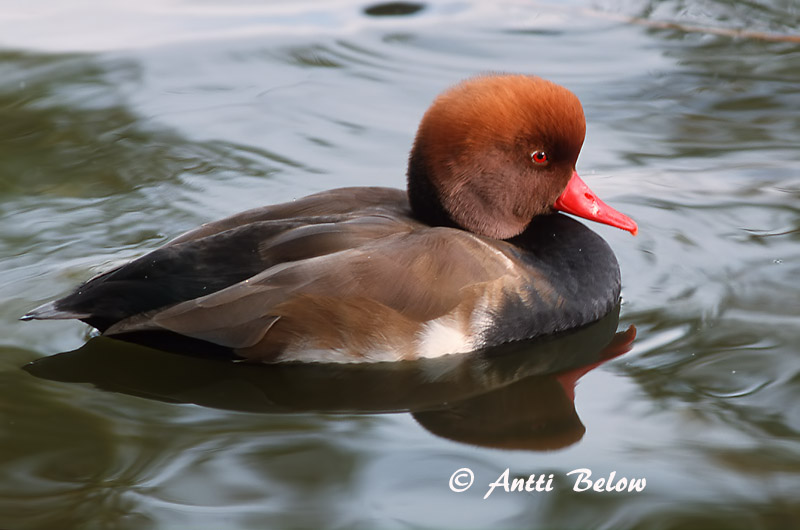 Avainsanat: Xibec Rødhovedet and Krooneend Red-crested Pochard Punanokk-vart Punapäänarsku Nette rousse Kolbenente Üstökös réce Kólfönd Fistione turco Rødhodeand Pato-de-bico-vermelho Netta rufina Pato Colorado Rödhuvad dykand