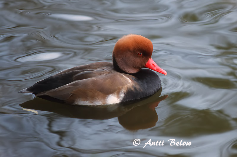 Avainsanat: Xibec Rødhovedet and Krooneend Red-crested Pochard Punanokk-vart Punapäänarsku Nette rousse Kolbenente Üstökös réce Kólfönd Fistione turco Rødhodeand Pato-de-bico-vermelho Netta rufina Pato Colorado Rödhuvad dykand
