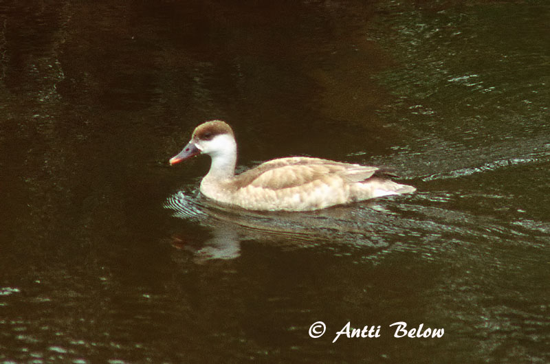 Avainsanat: Xibec Rødhovedet and Krooneend Red-crested Pochard Punanokk-vart Punapäänarsku Nette rousse Kolbenente Üstökös réce Kólfönd Fistione turco Rødhodeand Pato-de-bico-vermelho Netta rufina Pato Colorado Rödhuvad dykand