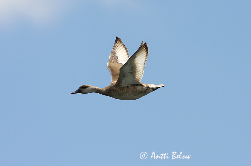 Turkey, 5/08
Avainsanat: Xibec Rødhovedet and Krooneend Red-crested Pochard Punanokk-vart Punapäänarsku Nette rousse Kolbenente Üstökös réce Kólfönd Fistione turco Rødhodeand Pato-de-bico-vermelho Netta rufina Pato Colorado Rödhuvad dykand