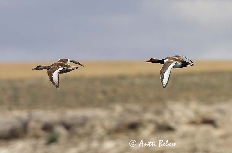 Turkey, 5/08
Avainsanat: Xibec Rødhovedet and Krooneend Red-crested Pochard Punanokk-vart Punapäänarsku Nette rousse Kolbenente Üstökös réce Kólfönd Fistione turco Rødhodeand Pato-de-bico-vermelho Netta rufina Pato Colorado Rödhuvad dykand