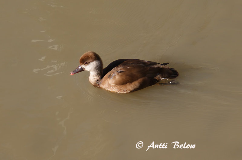 Avainsanat: Xibec Rødhovedet and Krooneend Red-crested Pochard Punanokk-vart Punapäänarsku Nette rousse Kolbenente Üstökös réce Kólfönd Fistione turco Rødhodeand Pato-de-bico-vermelho Netta rufina Pato Colorado Rödhuvad dykand
