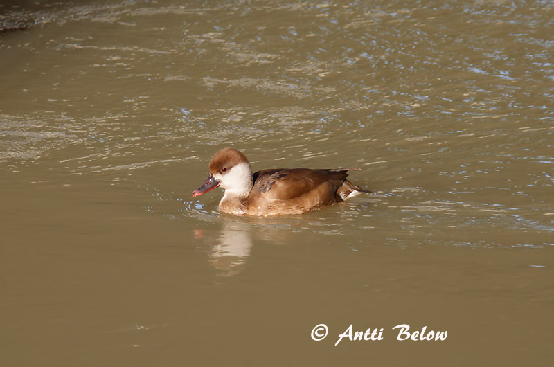 Avainsanat: Xibec Rødhovedet and Krooneend Red-crested Pochard Punanokk-vart Punapäänarsku Nette rousse Kolbenente Üstökös réce Kólfönd Fistione turco Rødhodeand Pato-de-bico-vermelho Netta rufina Pato Colorado Rödhuvad dykand