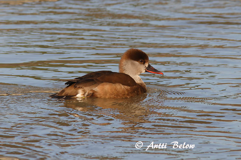 Avainsanat: Xibec Rødhovedet and Krooneend Red-crested Pochard Punanokk-vart Punapäänarsku Nette rousse Kolbenente Üstökös réce Kólfönd Fistione turco Rødhodeand Pato-de-bico-vermelho Netta rufina Pato Colorado Rödhuvad dykand