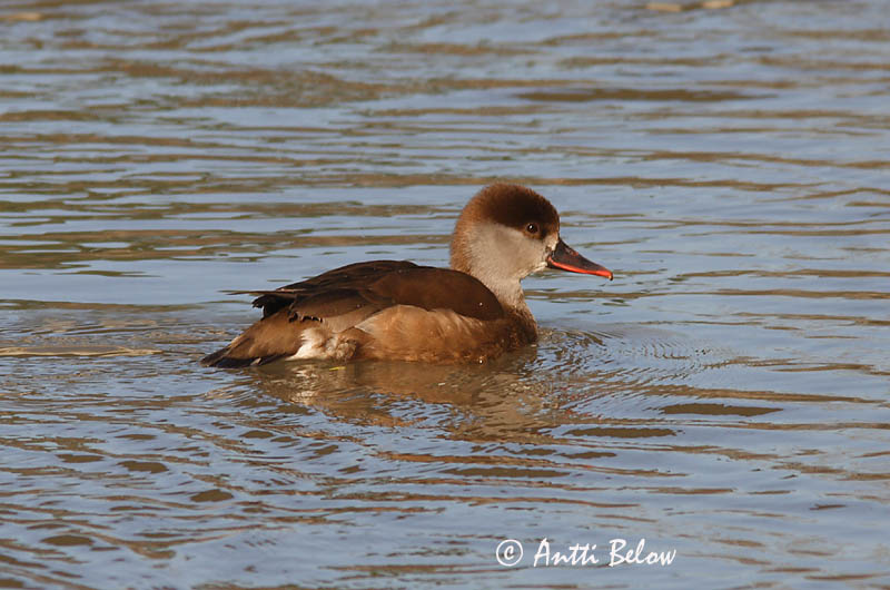 Italy, 12/08
Avainsanat: Xibec Rødhovedet and Krooneend Red-crested Pochard Punanokk-vart Punapäänarsku Nette rousse Kolbenente Üstökös réce Kólfönd Fistione turco Rødhodeand Pato-de-bico-vermelho Netta rufina Pato Colorado Rödhuvad dykand