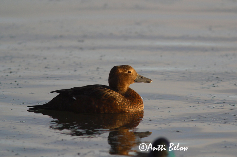 Avainsanat: Stellersand Stellers eider Steller's Eider Kirjuhauk Allihaahka Eider de Steller Scheckente Steller-pehelyréce Blikönd Stellerand Eider de Steller Polysticta stelleri Eider Chico Alförrädare
