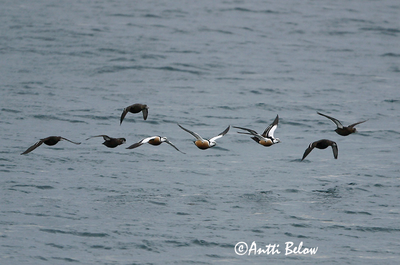 Avainsanat: Stellersand Stellers eider Steller's Eider Kirjuhauk Allihaahka Eider de Steller Scheckente Steller-pehelyréce Blikönd Stellerand Eider de Steller Polysticta stelleri Eider Chico Alförrädare